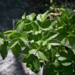 Angelica lucida - sea watch
