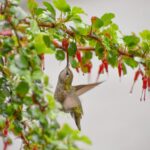 Ribes speciosum - fuchsia-flowered gooseberry