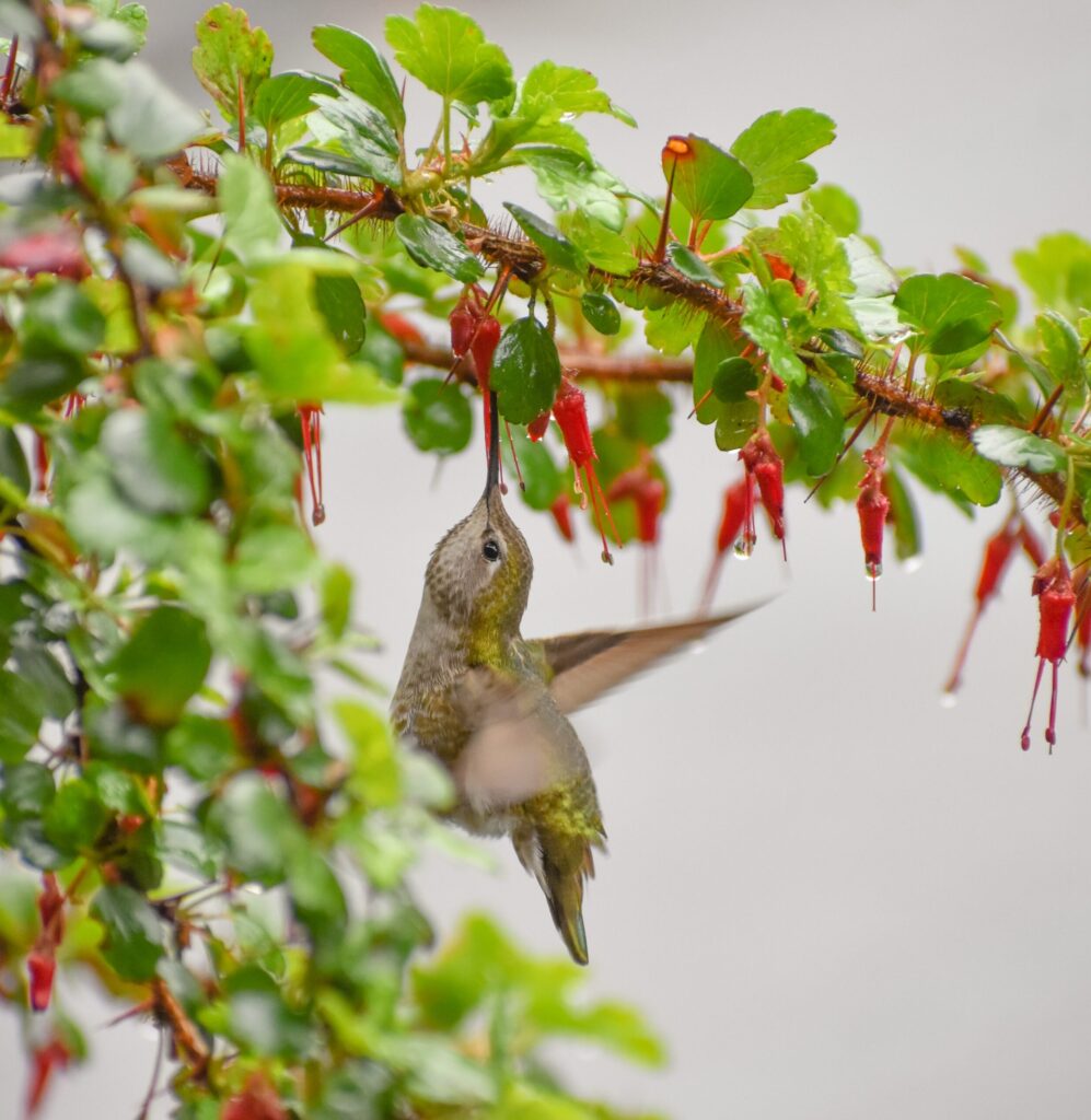 Ribes speciosum - fuchsia-flowered gooseberry