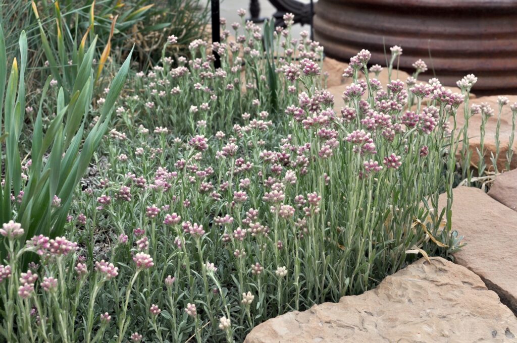 Antennaria rosea - rosy pussy toes