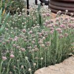 Antennaria rosea - rosy pussy toes