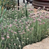 Antennaria rosea