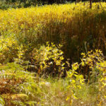 Apocynum cannabinum - Indian hemp