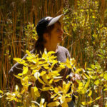 Apocynum cannabinum - Indian hemp