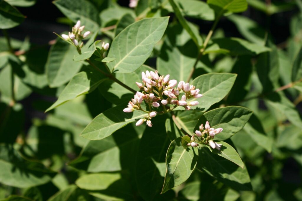 Apocynum cannabinum - Indian hemp