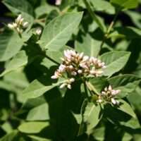 Apocynum cannabinum