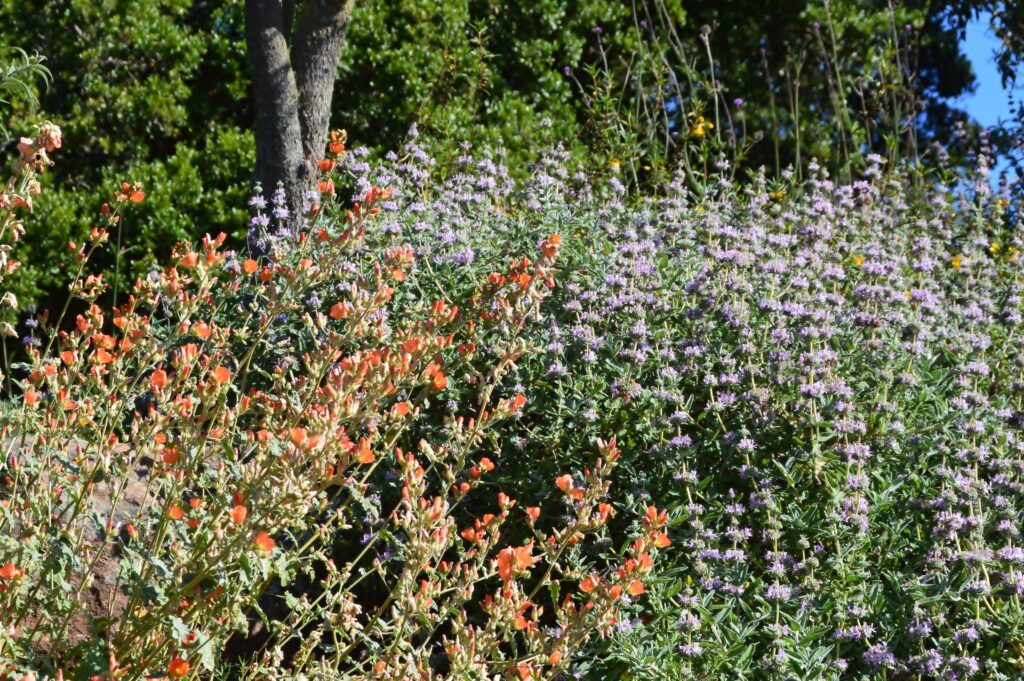 Sphaeralcea ambigua - apricot mallow