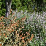 Sphaeralcea ambigua - apricot mallow