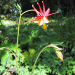 Aquilegia formosa - western columbine