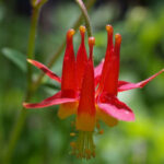 Aquilegia formosa - western columbine