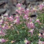 Aquilegia pubescens - Sierra columbine