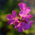 Arabis blepharophylla - rose rock cress