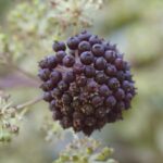 Aralia californica - elk clover, spikenard