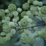Aralia californica - elk clover, spikenard