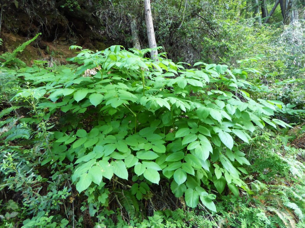 Aralia californica - elk clover, spikenard