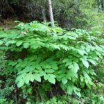 Aralia californica - elk clover, spikenard
