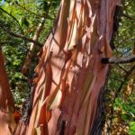 Arbutus menziesii - Pacific madrone