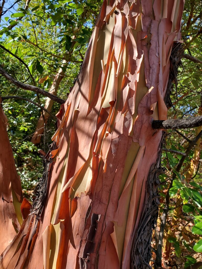 Arbutus menziesii - Pacific madrone