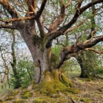 Arbutus menziesii - Pacific madrone