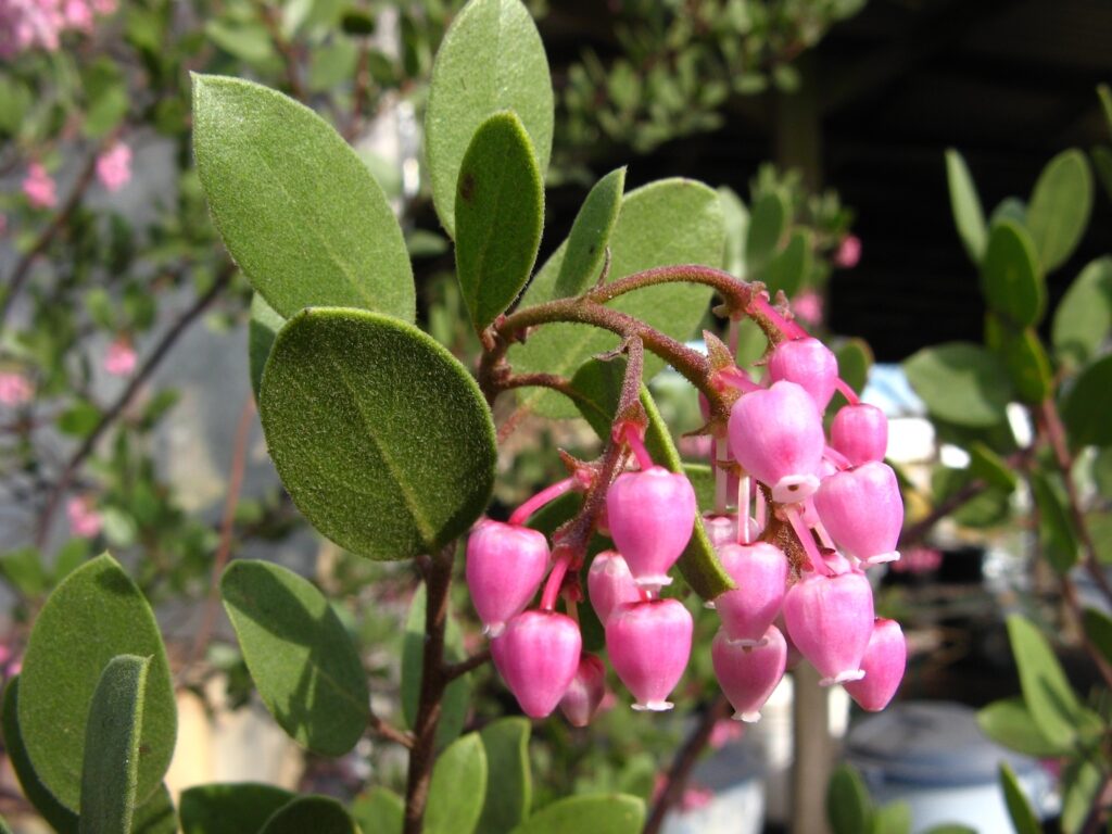 Arctostaphylos bakeri ssp. bakeri 'Louis Edmunds' - Baker's manzanita