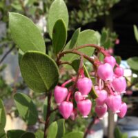 Arctostaphylos bakeri ssp. bakeri ‘Louis Edmunds’