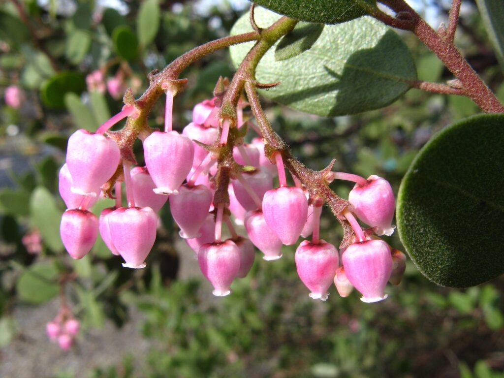 Arctostaphylos bakeri ssp. bakeri 'Louis Edmunds' - Baker's manzanita