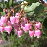 Arctostaphylos bakeri ssp. bakeri 'Louis Edmunds' - Baker's manzanita