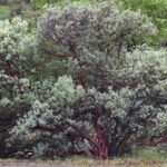 Arctostaphylos glauca - bigberry manzanita