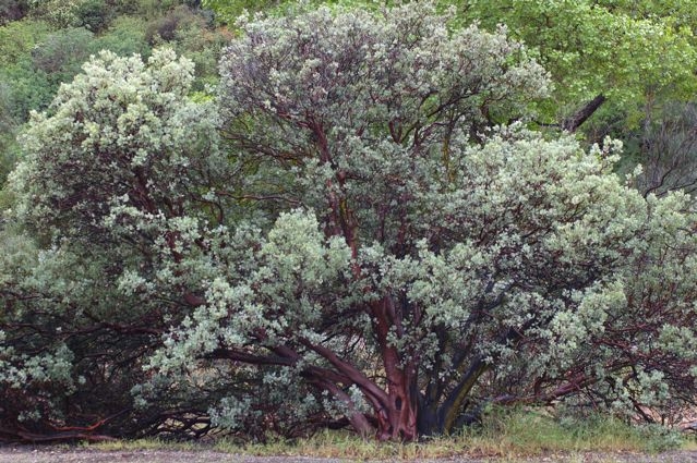 Arctostaphylos glauca - bigberry manzanita