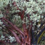 Arctostaphylos glauca - bigberry manzanita