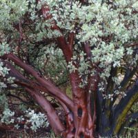 Arctostaphylos glauca