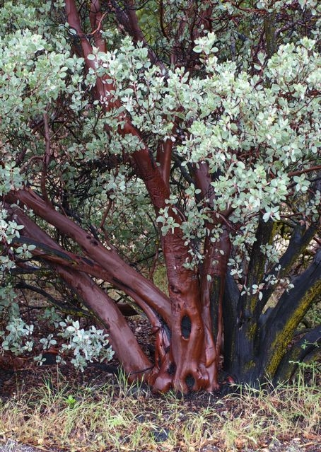 Arctostaphylos glauca - bigberry manzanita