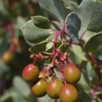 Arctostaphylos glauca - bigberry manzanita