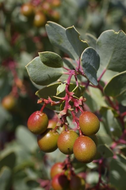 Arctostaphylos glauca - bigberry manzanita
