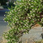 Arctostaphylos 'Lutsko's Pink' - manzanita