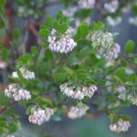 Arctostaphylos 'Lutsko's Pink' - manzanita