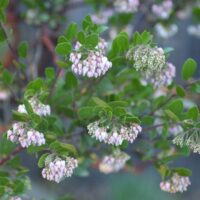 Arctostaphylos ‘Lutsko’s Pink’
