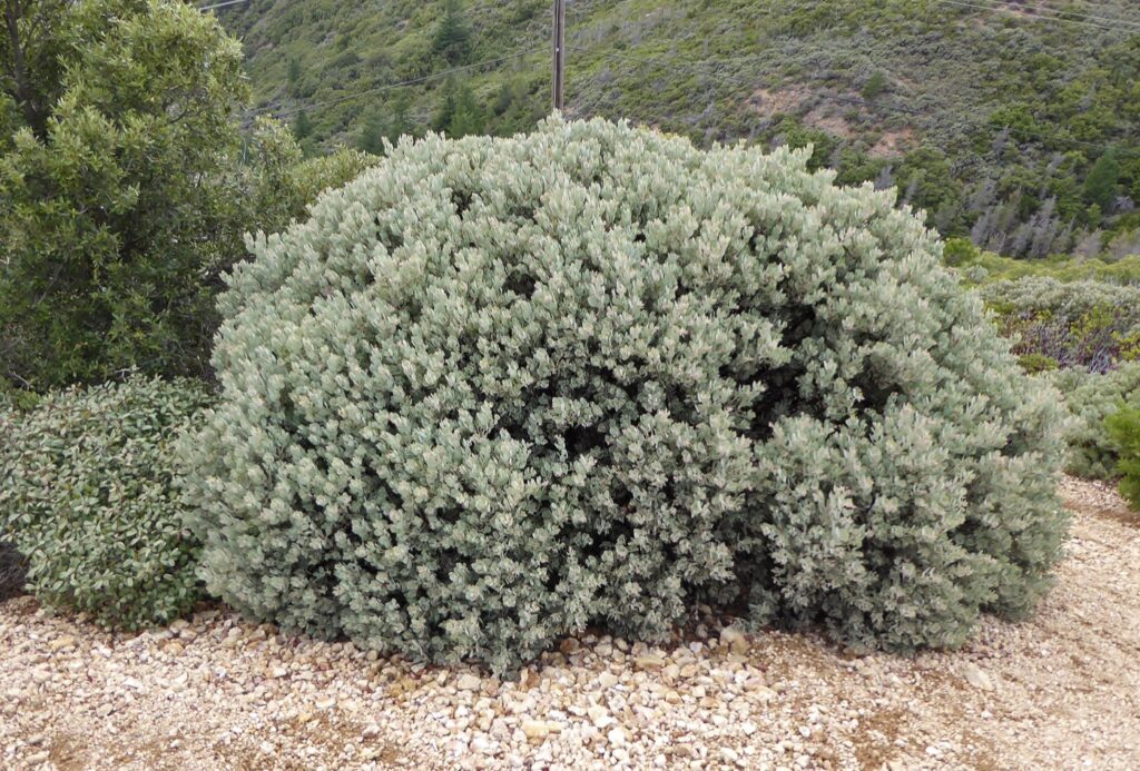 Arctostaphylos canescens - hoary manzanita