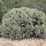 Arctostaphylos canescens - hoary manzanita