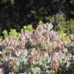 Arctostaphylos canescens - hoary manzanita