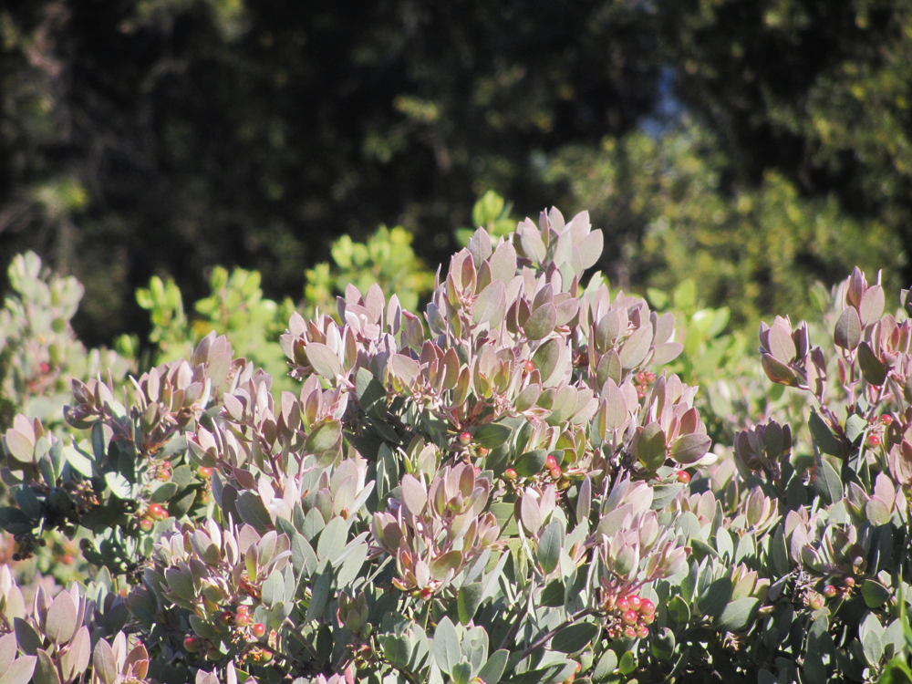Arctostaphylos canescens - hoary manzanita