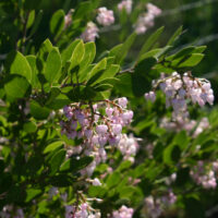 Arctostaphylos densiflora