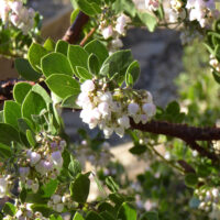 Arctostaphylos edmundsii ‘Big Sur’