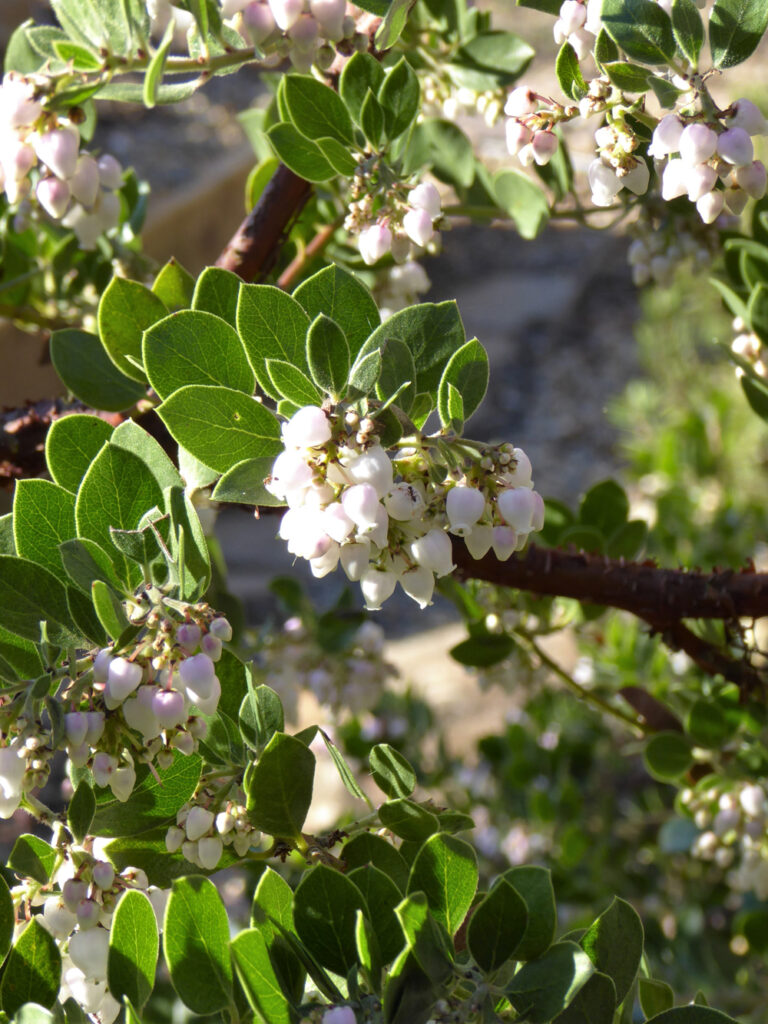 Arctostaphylos edmundsii 'Big Sur' - Little Sur manzanita