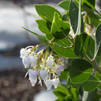 Arctostaphylos manzanita x ‘Laguna White’
