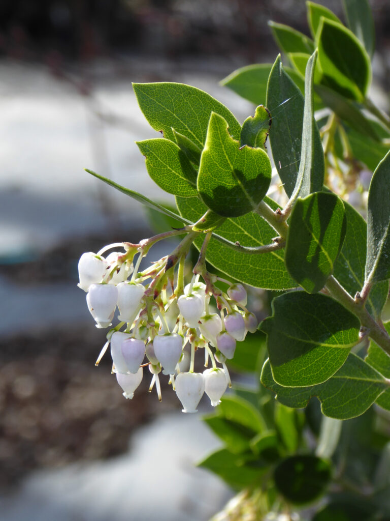 Arctostaphylos manzanita ‘Laguna White' - common manzanita