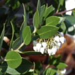 Arctostaphylos manzanita ‘Laguna White' - common manzanita