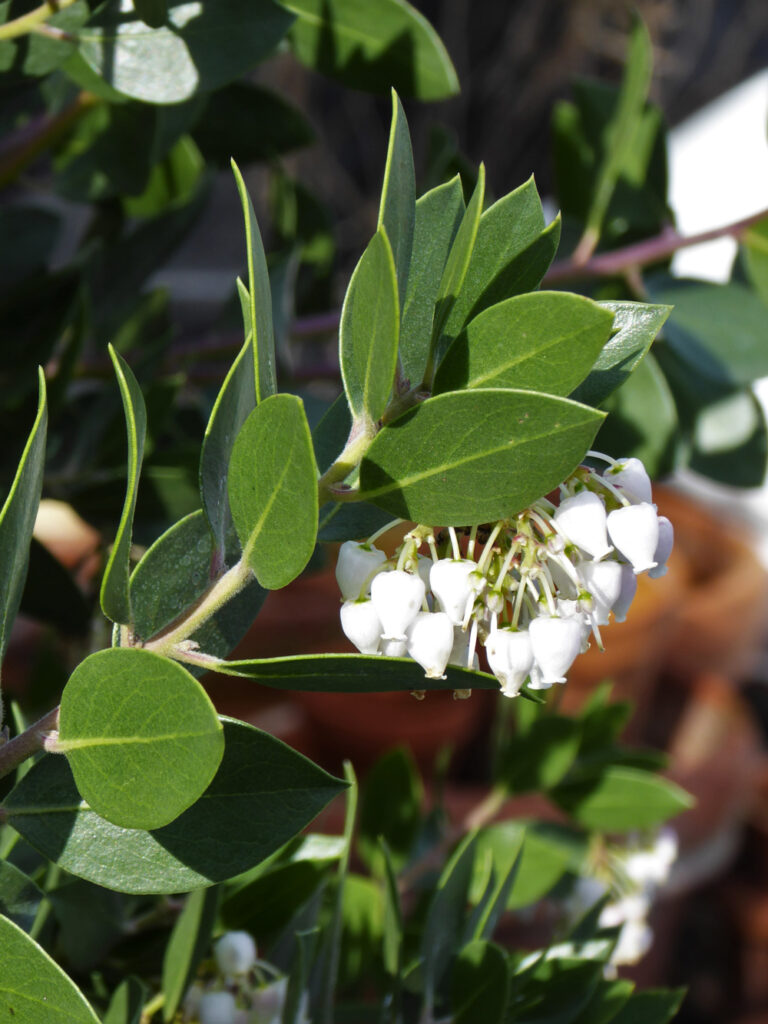 Arctostaphylos manzanita ‘Laguna White' - common manzanita
