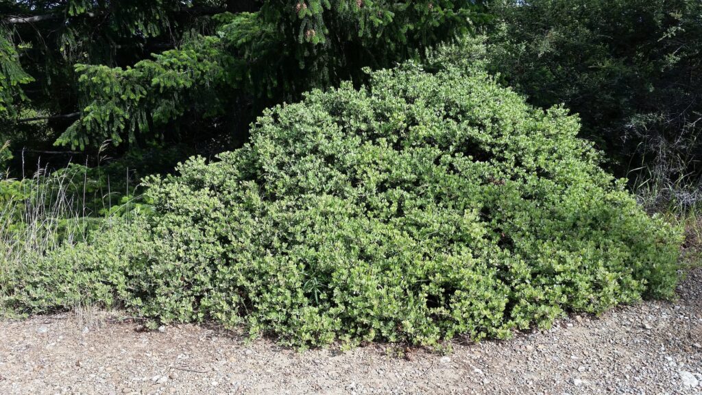 Arctostaphylos montana ssp. montana - Mount Tamalpais manzanita