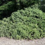Arctostaphylos montana ssp. montana - Mount Tamalpais manzanita
